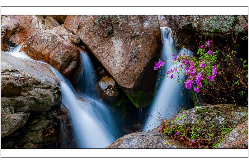 수달래가 핀 풍경,,,