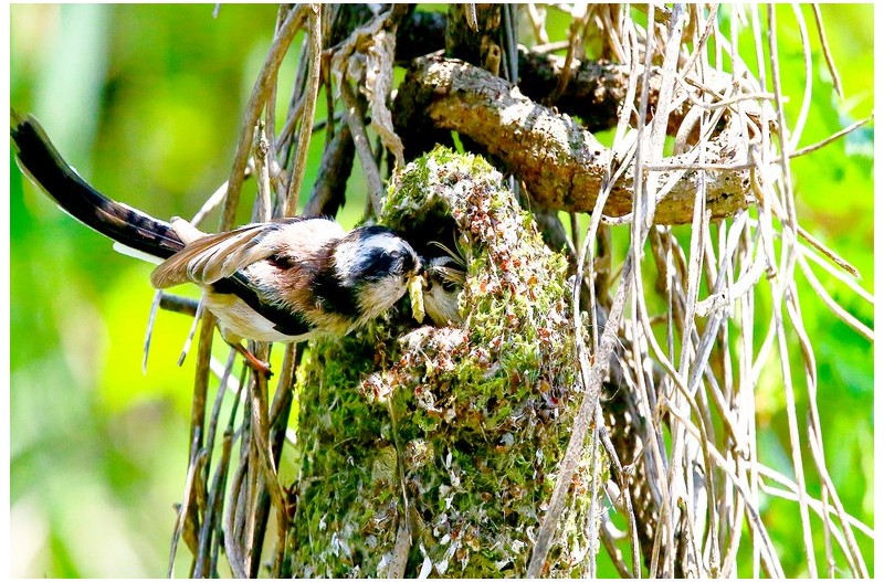 오목누이 육추`