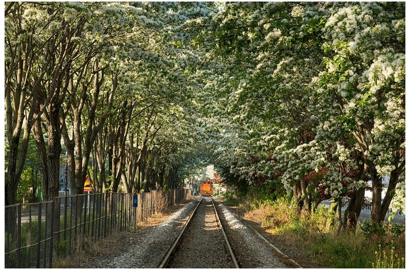 이팝나무철길