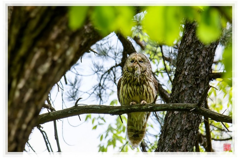 긴점박이올빼미