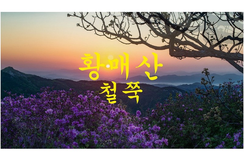 황매산 철쭉