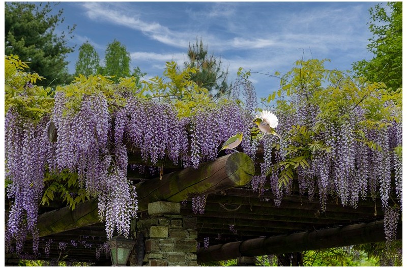 등나무와 동박새`