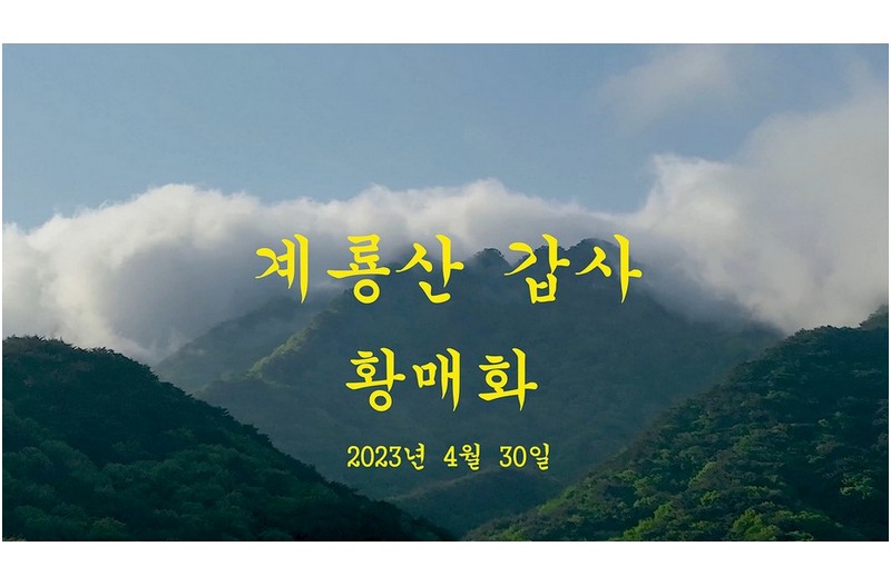 계룡산 갑사 황매화