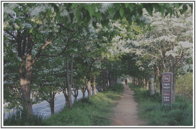 이팝 나무 산책길