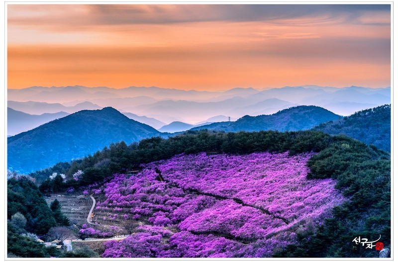 진달래와 산그리메