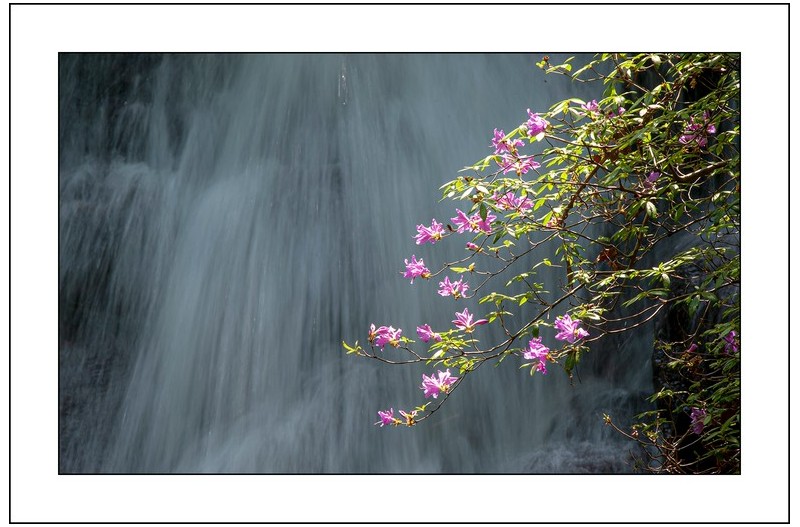 수달래가핀 풍경...