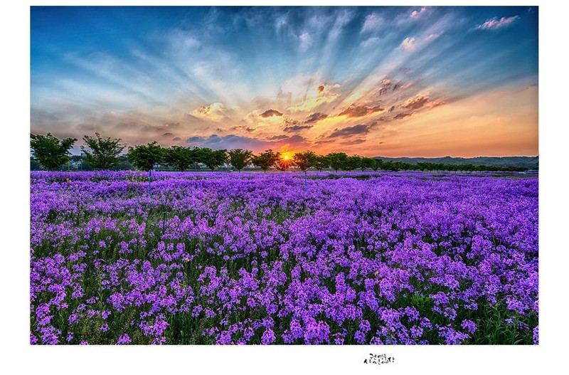 보라유채 위로 뜨는 아침