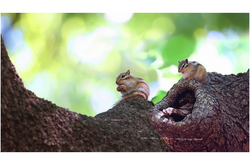 산골짜기 다람쥐 ㅡㅡㅡㅡㅡㅡㅡㅡㅡㅡㅡㅡㅡ