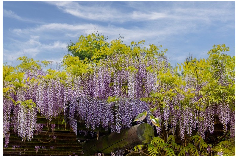 꽃 밭에서 노는 새`