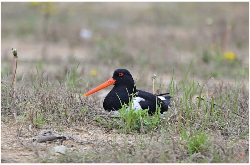검은머리물떼새