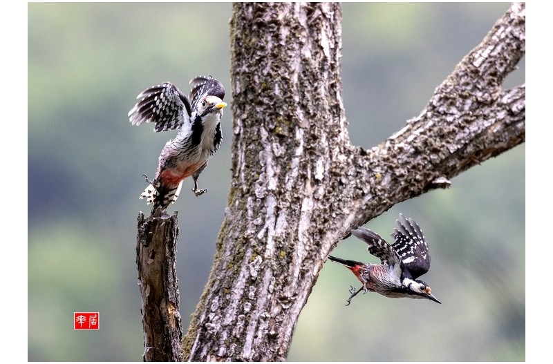 큰오색딱따구리