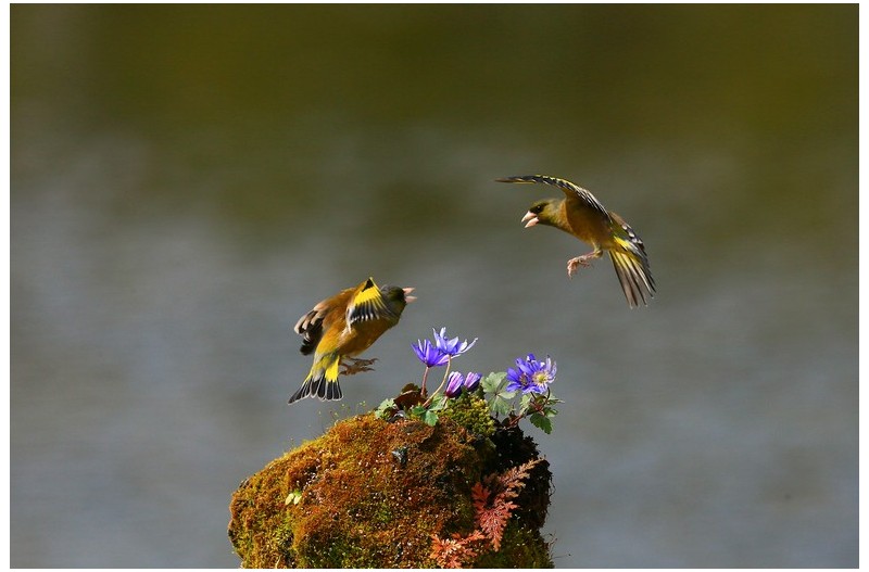 방울새 노리터`