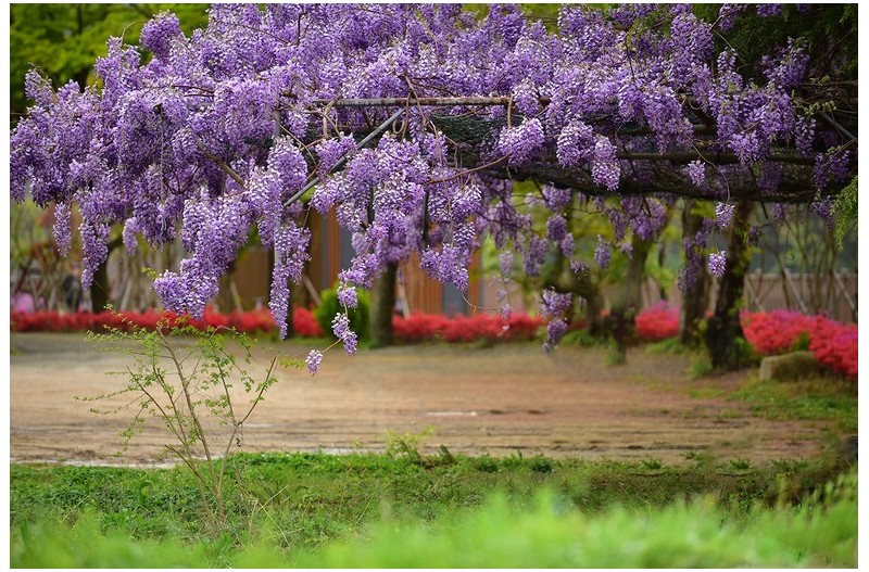 등나무가 아름다운곳