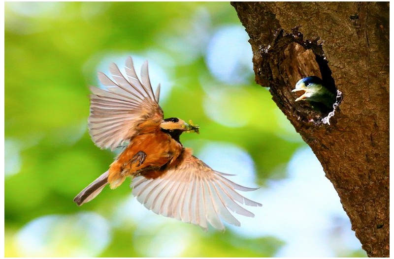 곤줄박이 육추`