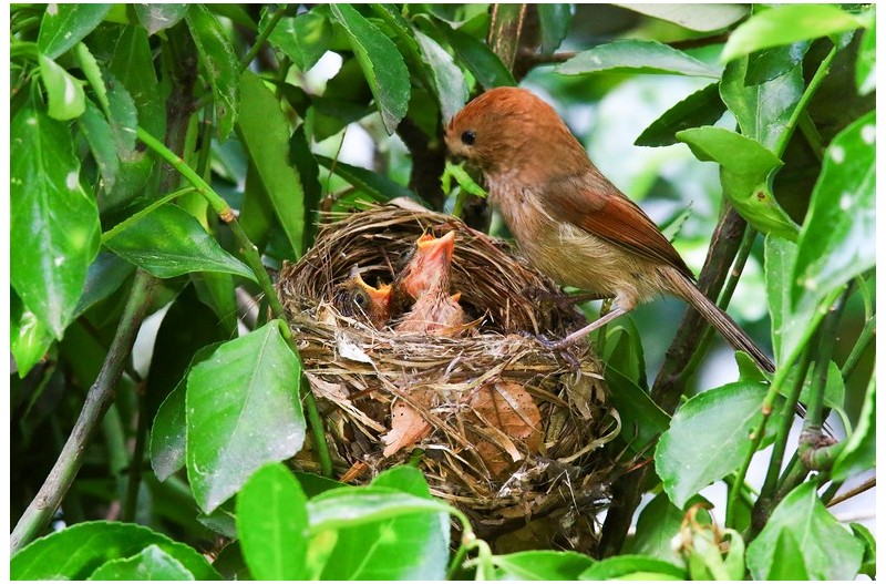 붉은 오목누이 육추`