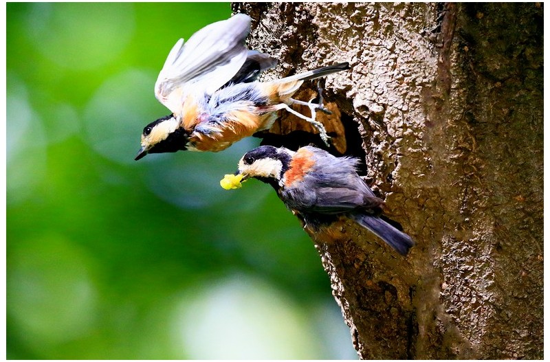 곤줄박이 육추`