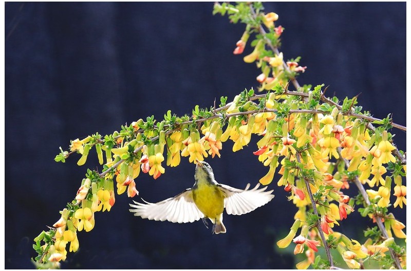 노랑배 진박새`