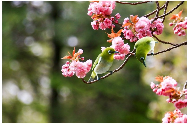 산책 하는 멋진 새`