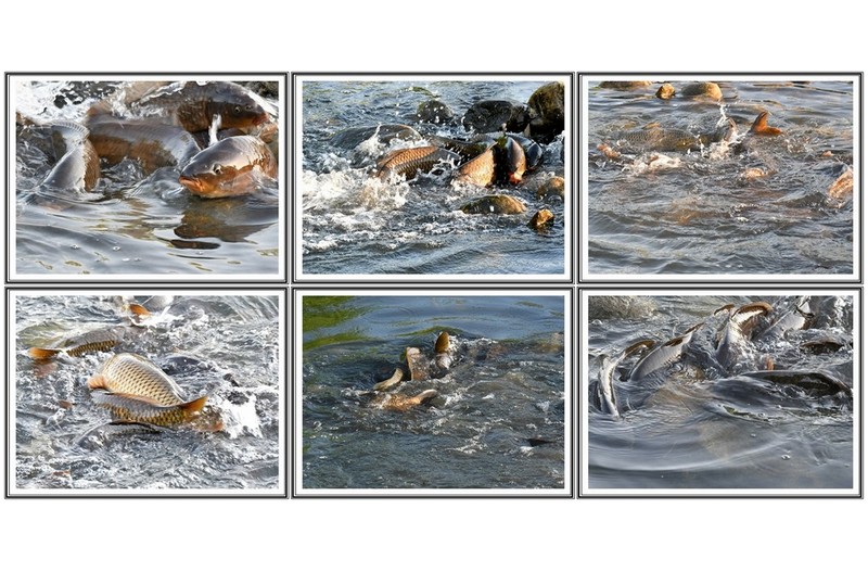 잉어 들 에 산란 경쟁