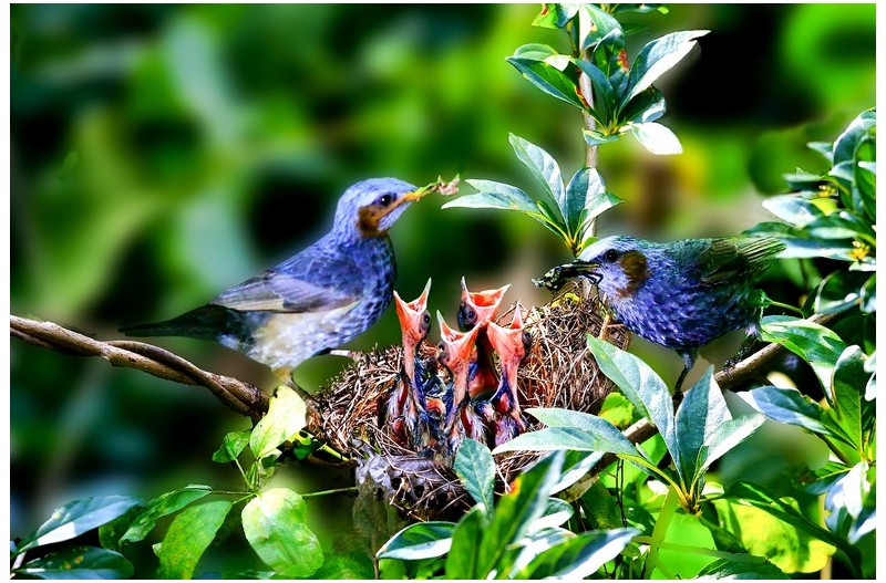 직박구니 육추`