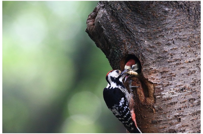 오색딱다구리 육추`