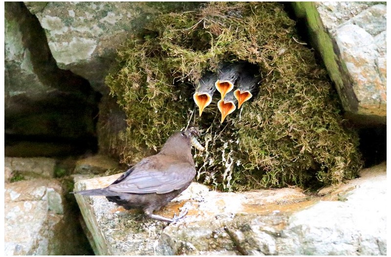 물가마기 육추`