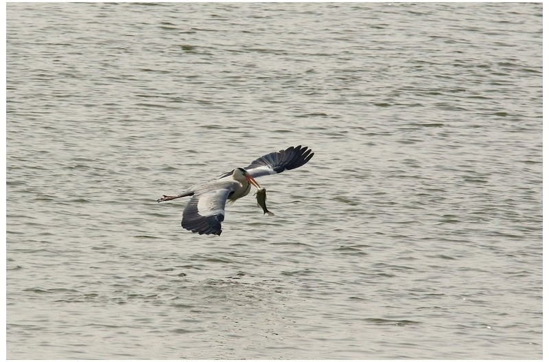 외가리 먹이사냥`