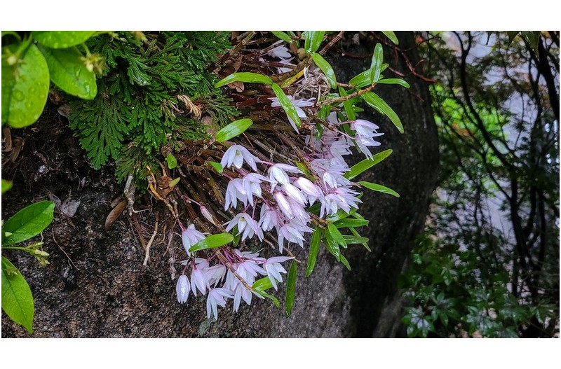 돌에 붙어사는 꽃