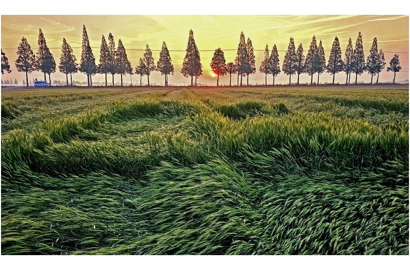 김제 밀밭에서 휴대폰작