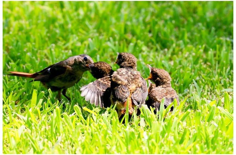 딱새 잔디밭에서``