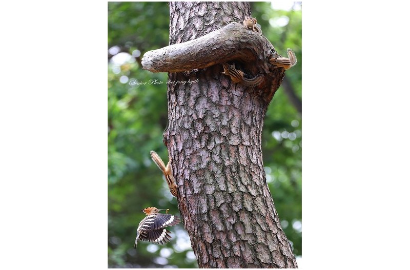 후투티 나와바리에 다람쥐가  ㅡㅡㅡㅡㅡㅡㅡㅡㅡㅡㅡㅡㅡ