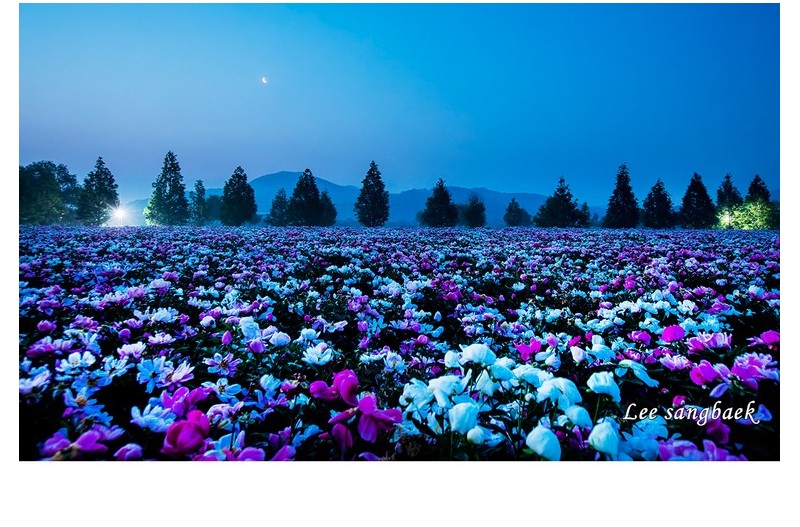 작약밭 초생달