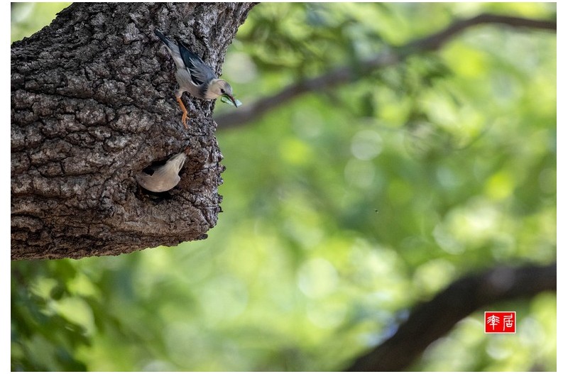 붉은부리찌르러기