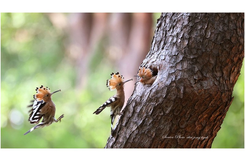 마지막 한마리  ㅡㅡㅡㅡㅡㅡㅡㅡㅡㅡㅡㅡㅡ