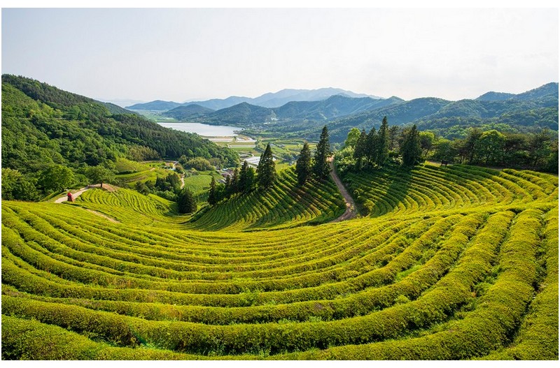 신록의 녹차밭