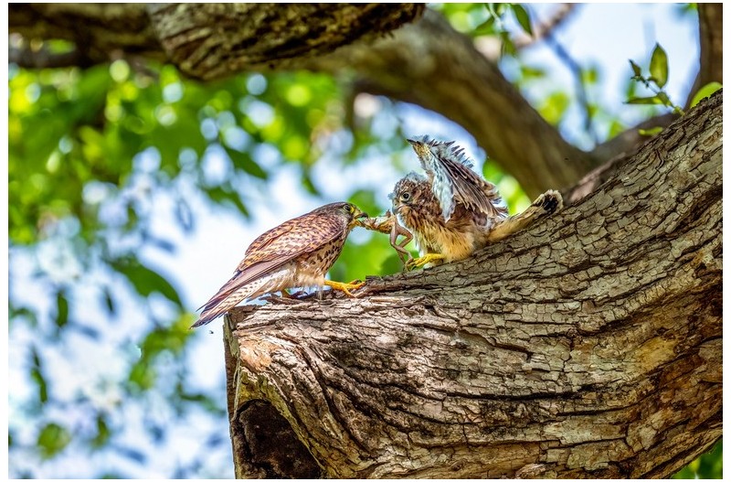 오리장 터줏대감