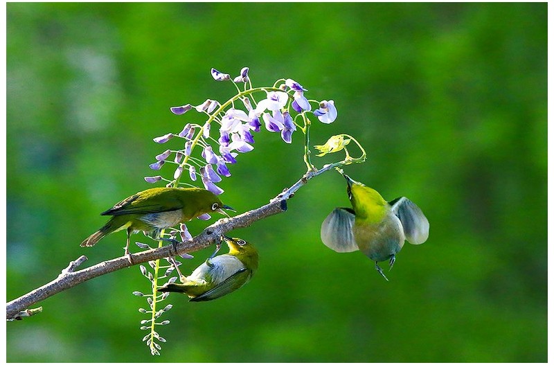 등나무에 들어온 새`