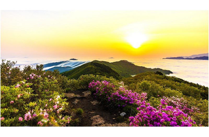 꽃과 운해가 좋은 날