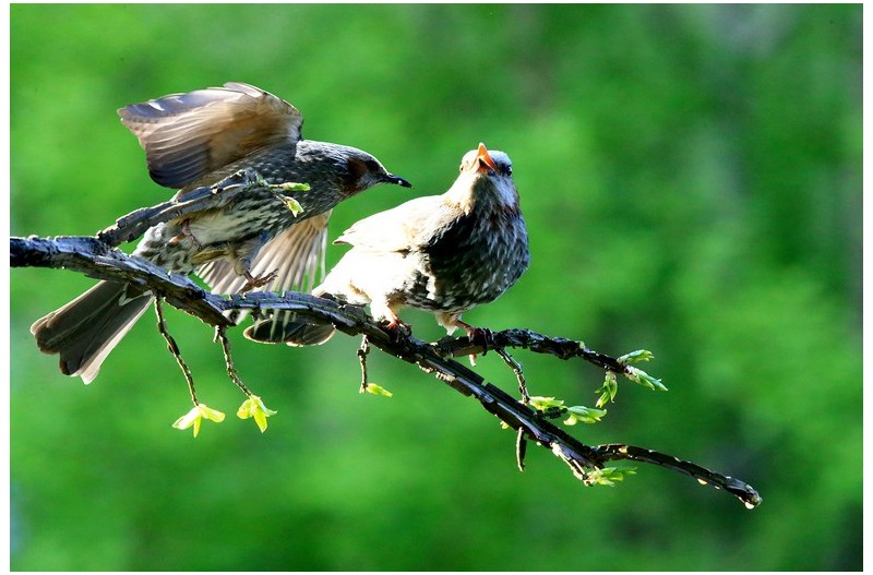 직박구니 산책`
