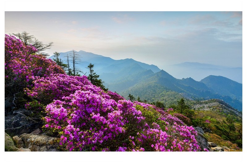 귀떼기청 털진달래