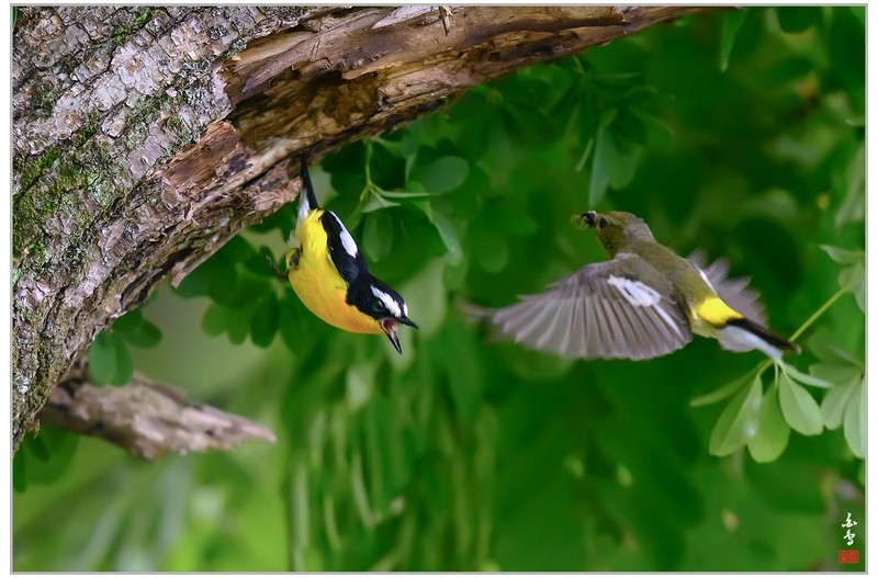 흰눈썹황금새-둥지샷-