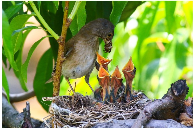 흰배직박구니``