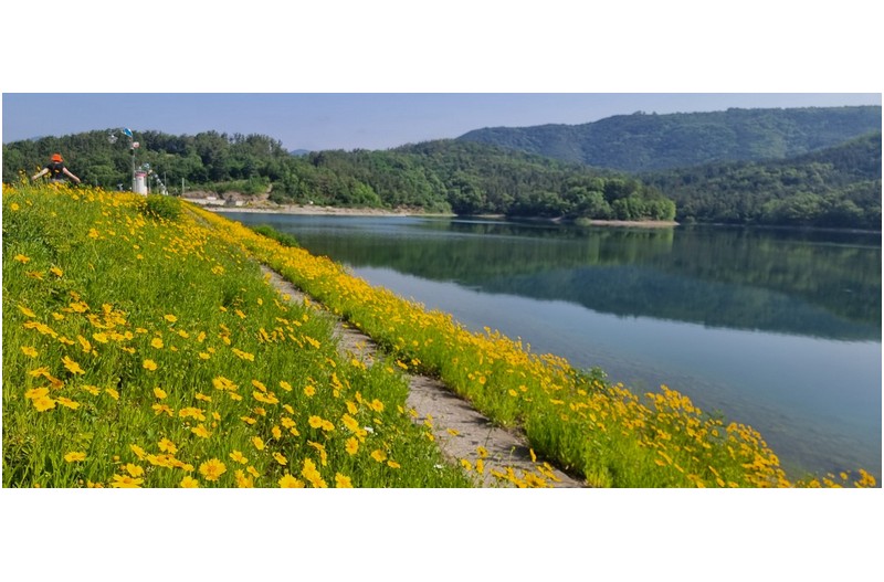 단산지 금빛 향기