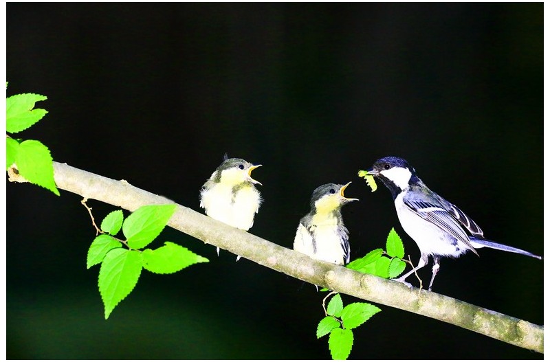 이수 하는 박새`