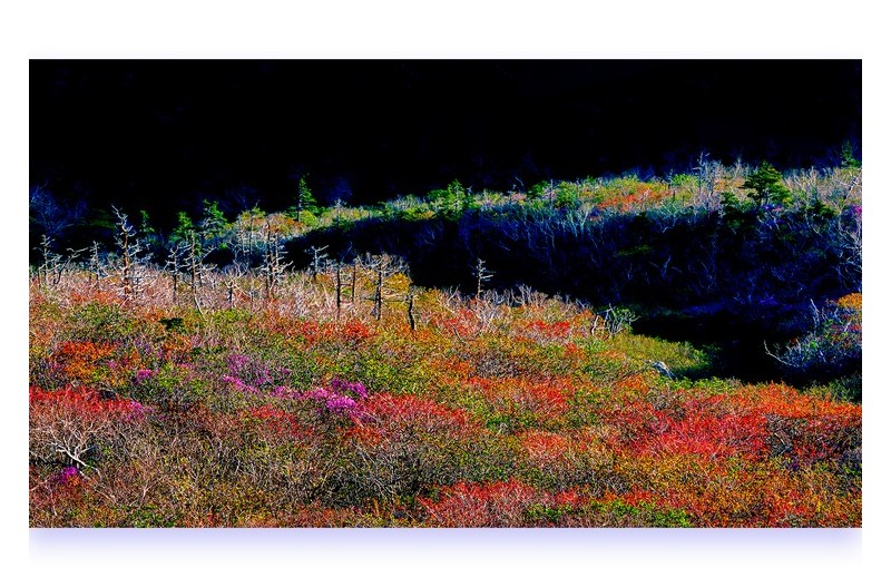 빛으로 그린 春畵圖