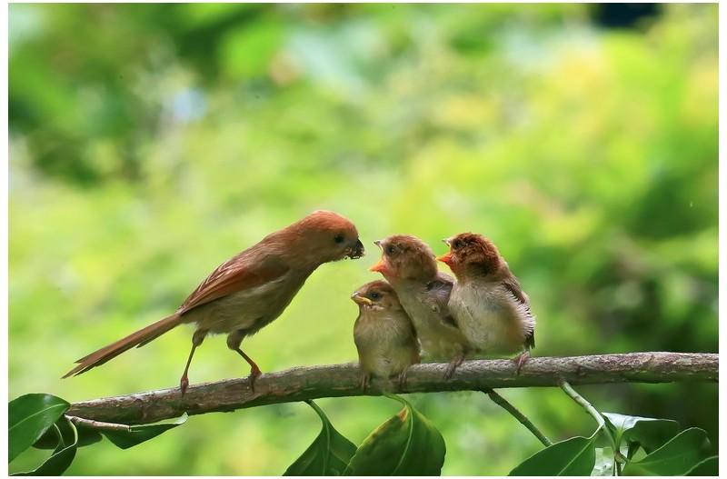 붉은오목누이 이슈`