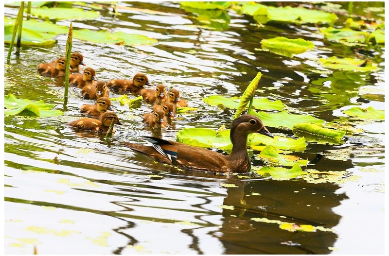 연밭에 원앙새``