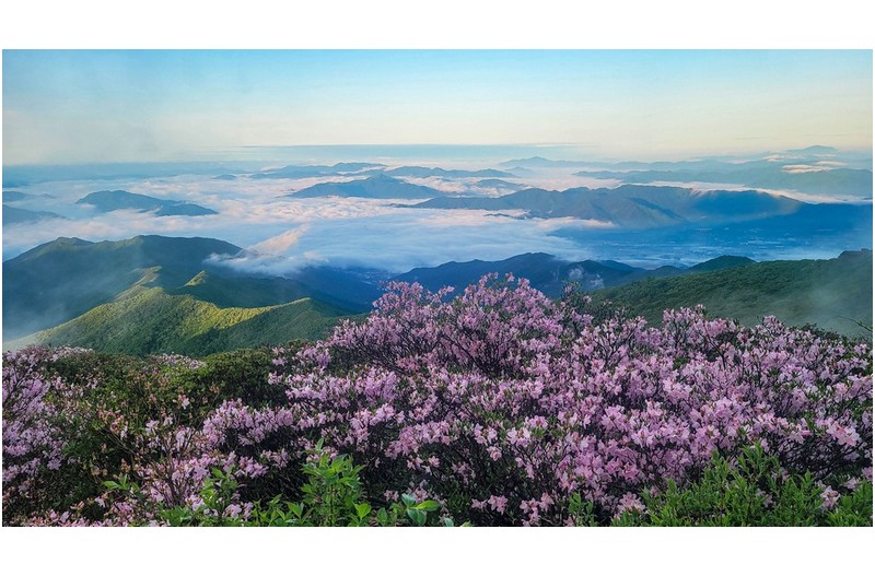 카메라 없어 나물 뜯어려 갔다 한컷