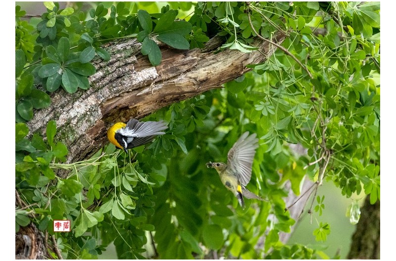 흰눈썹 황금새 2편