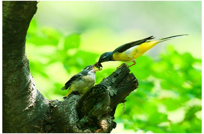 노랑할미새 이슈`